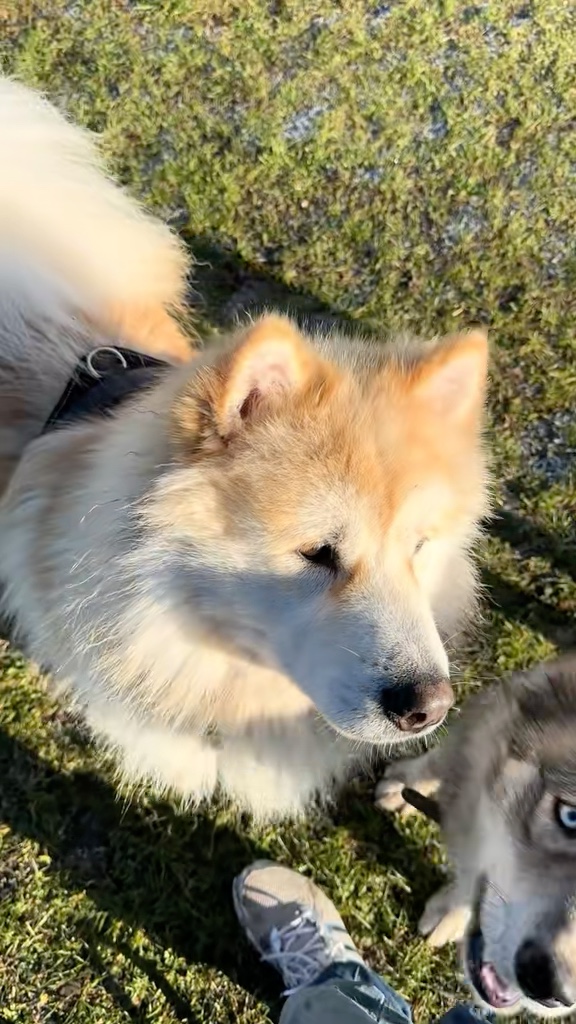 Two dogs meeting in a park while their owners chat