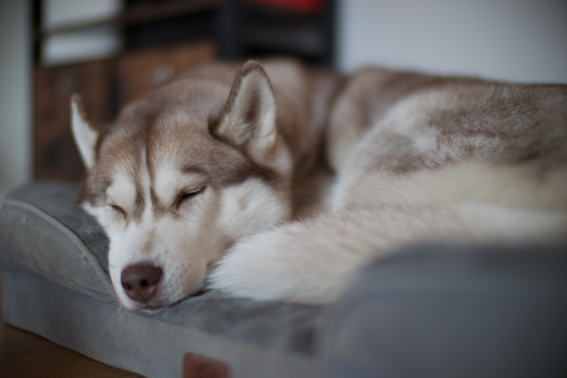 A sleepy husky ready for a walk