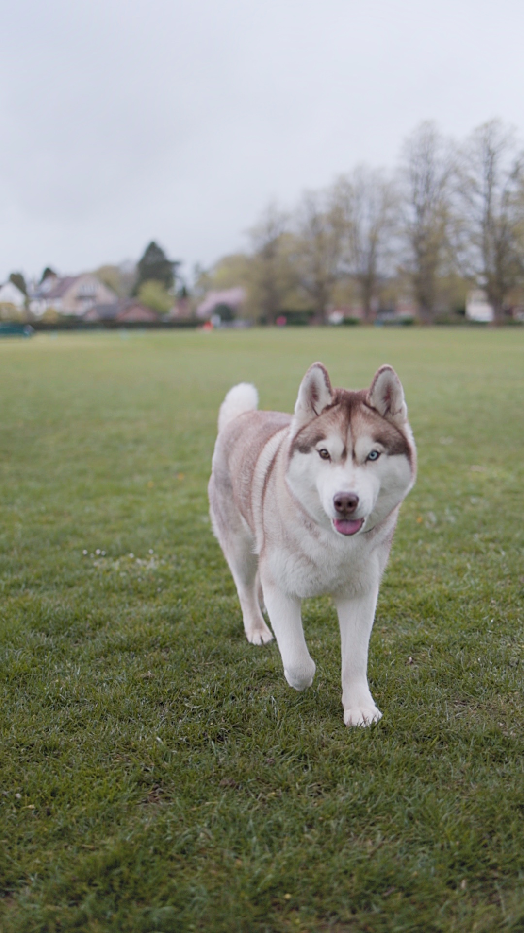 Aerial view of London Fields with dog walkers visible below
