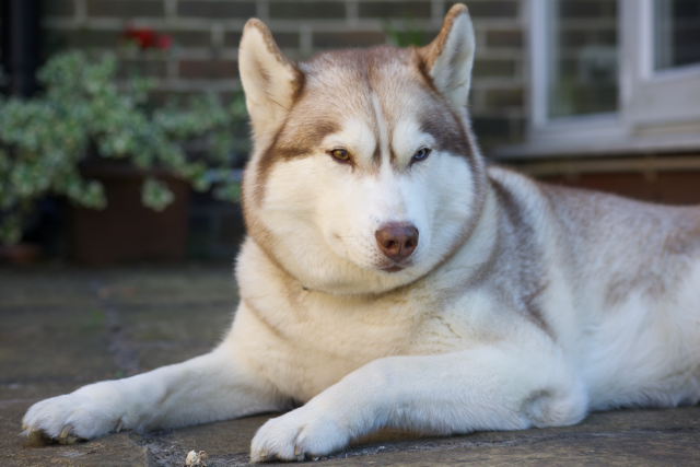 a picture of a husky lounging at home